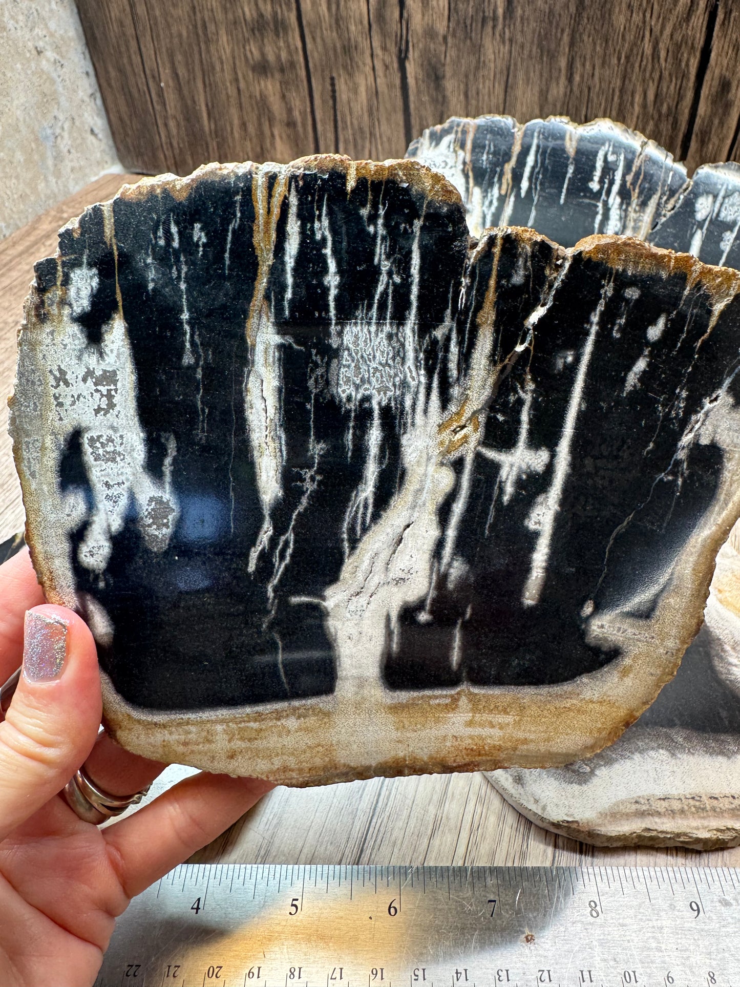 Palm Root Agate Slabs — Lot A