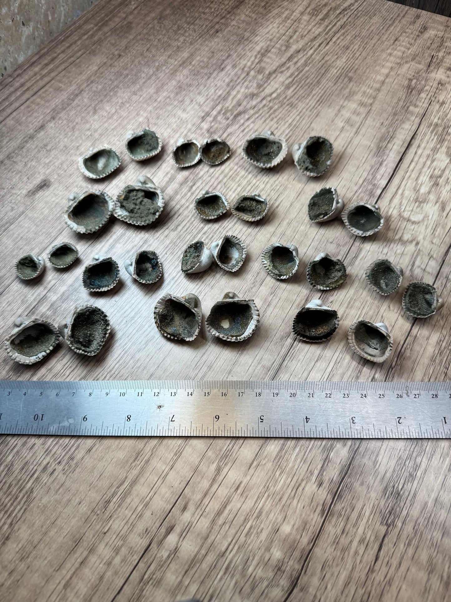 Pyritized Fossil Clam Shells — Lot A