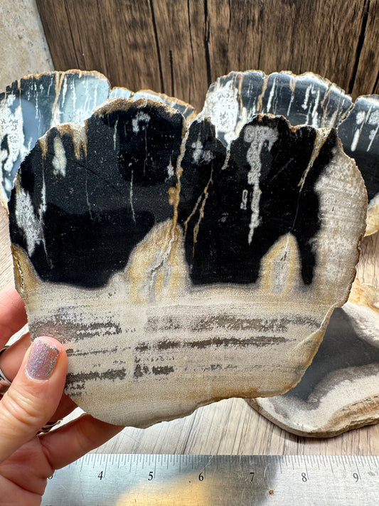 Palm Root Agate Slabs — Lot A