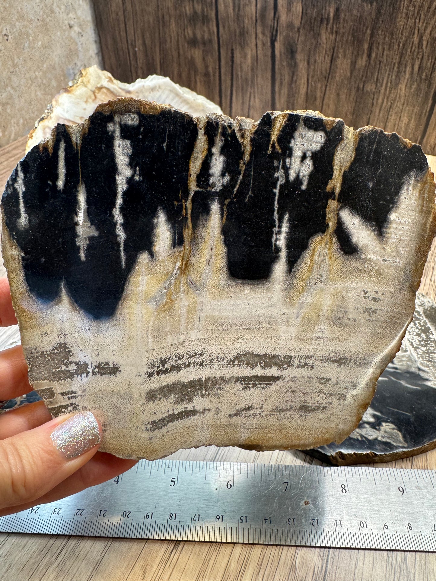 Palm Root Agate Slabs — Lot B