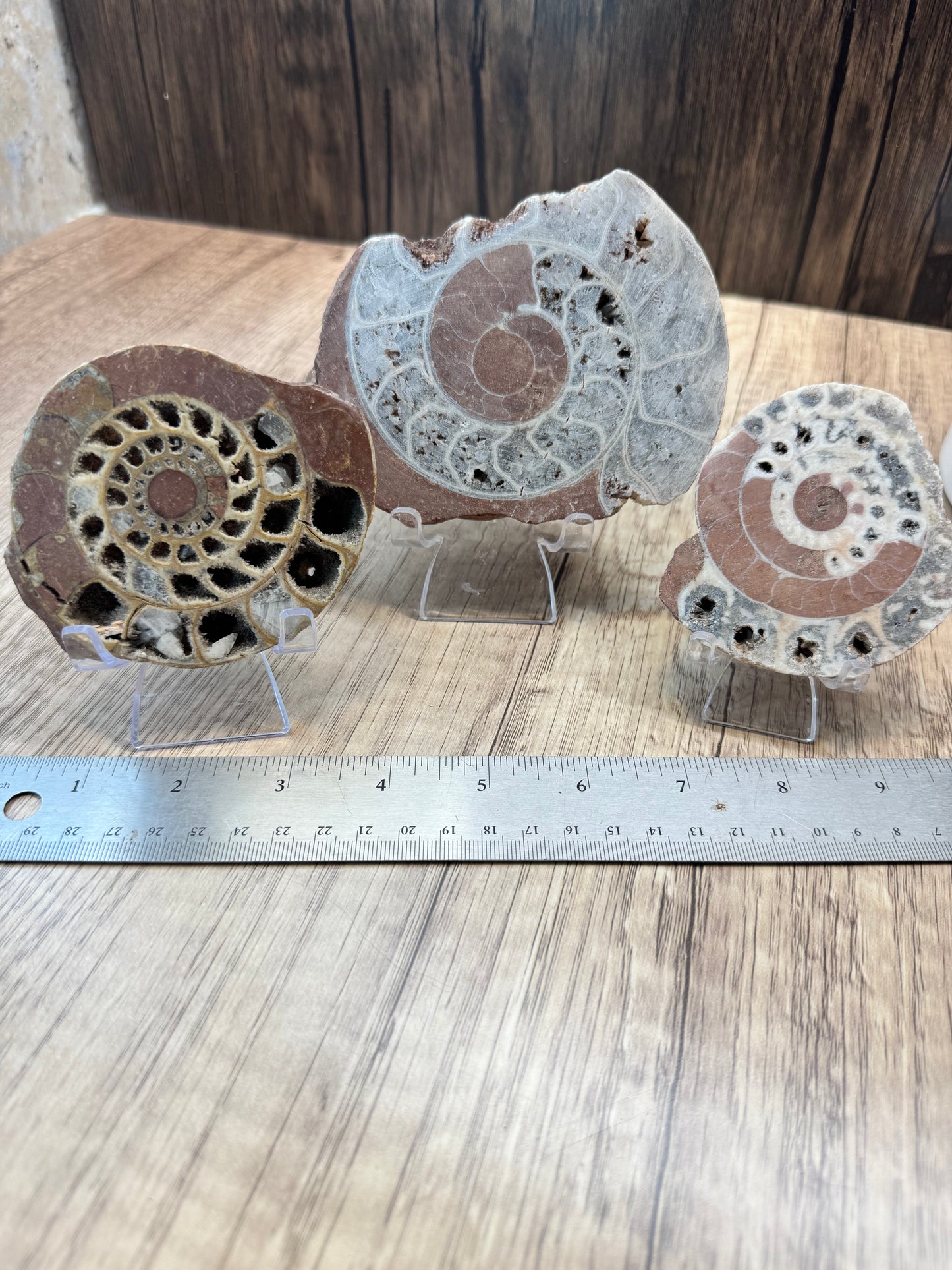 Fossilized Ammonite Halves — Lot A