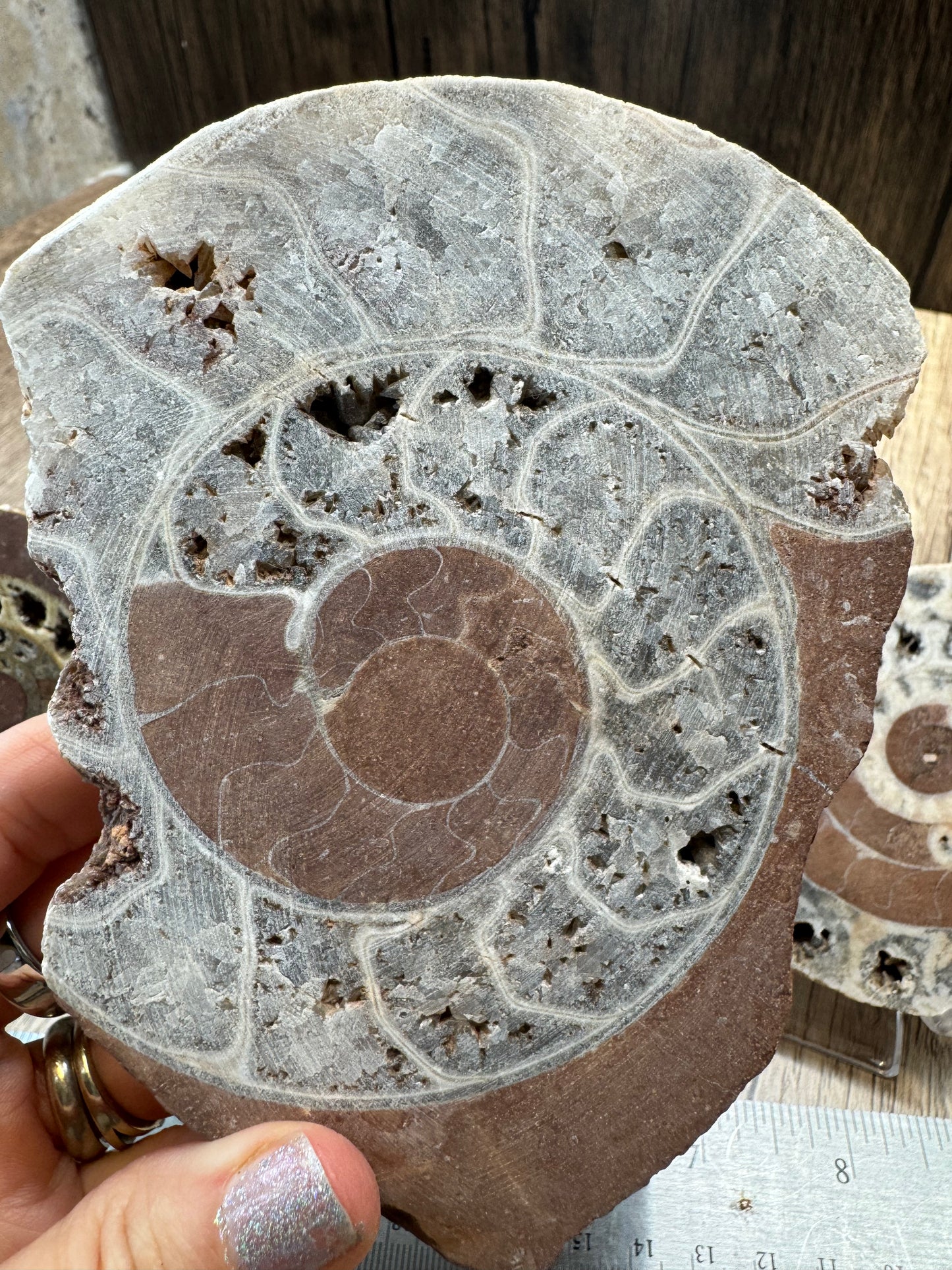 Fossilized Ammonite Halves — Lot A