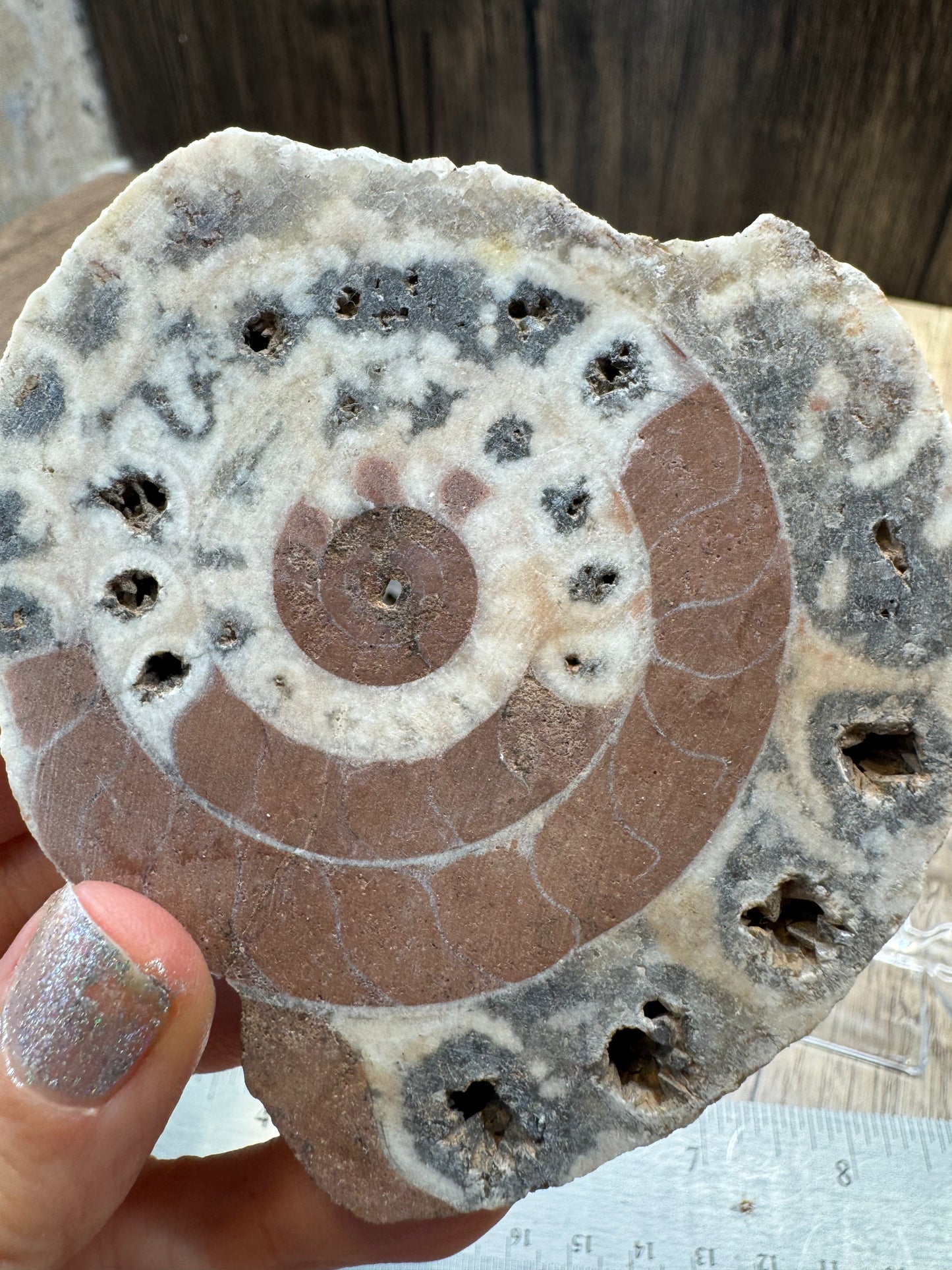 Fossilized Ammonite Halves — Lot A