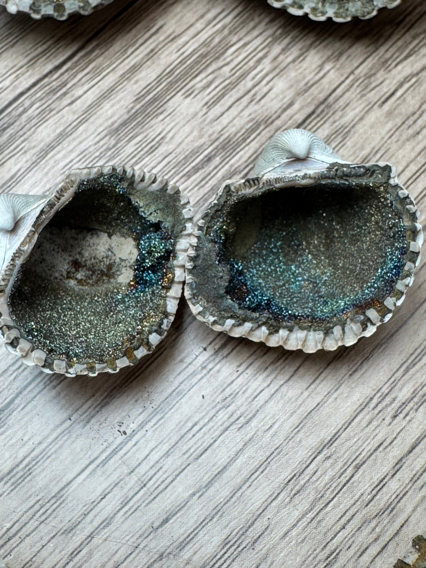 Pyritized Fossil Clam Shells — Lot A