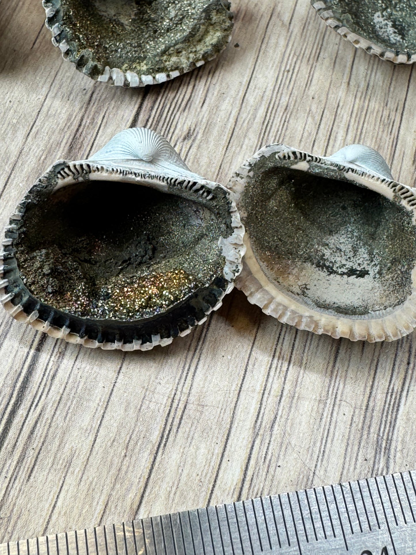 Pyritized Fossil Clam Shells — Lot A