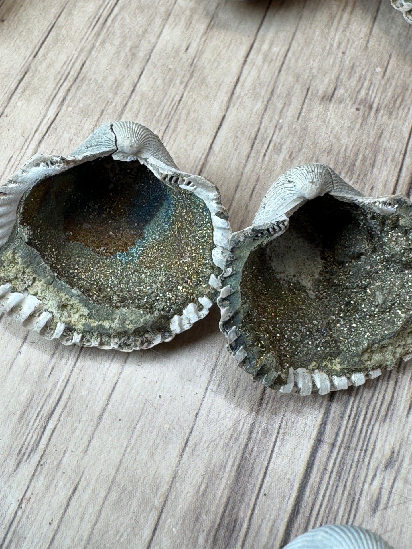 Pyritized Fossil Clam Shells — Lot A