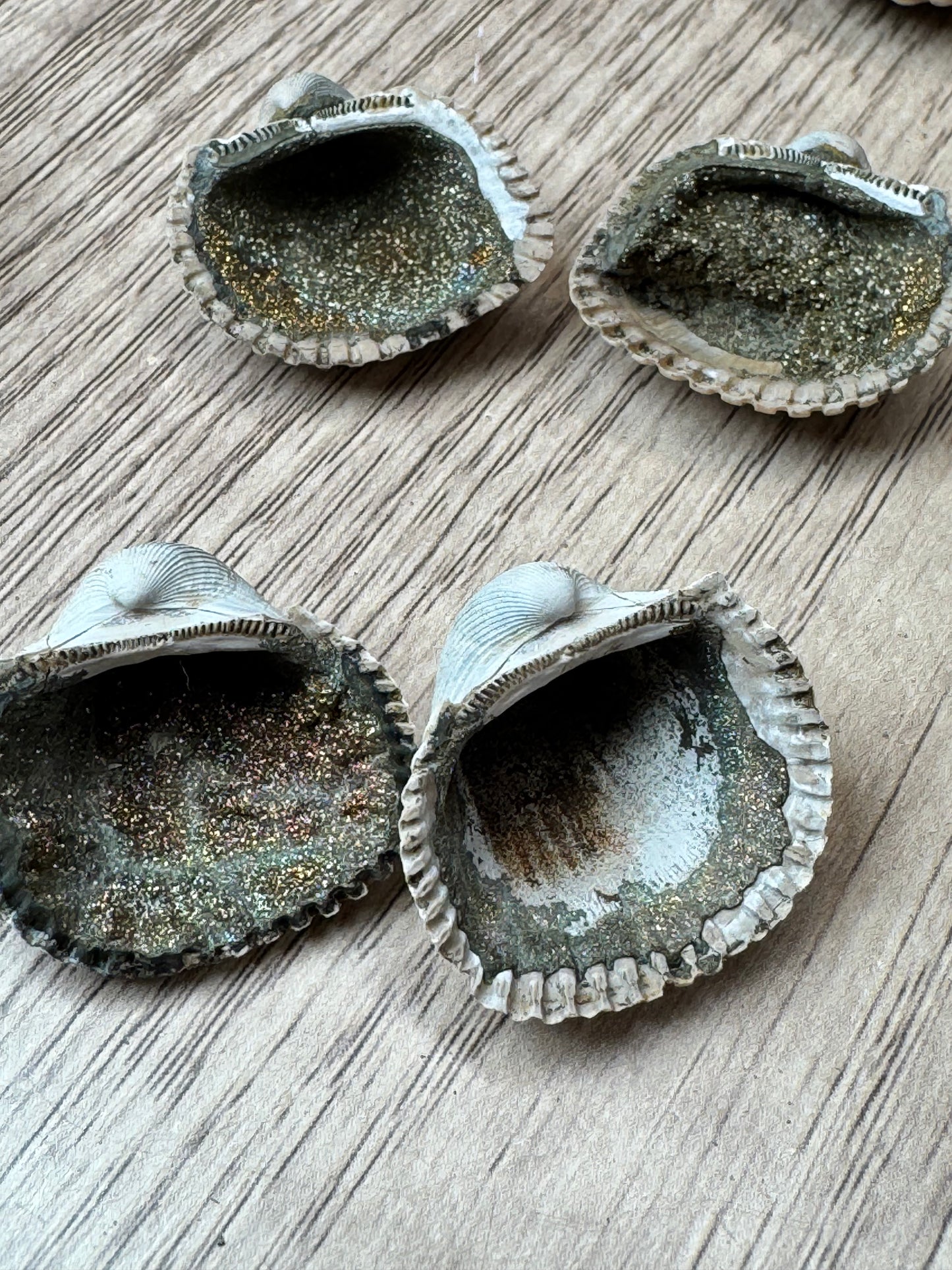 Pyritized Fossil Clam Shells — Lot A