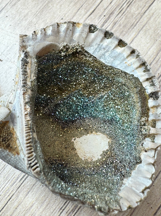Pyritized Fossil Clam Shells — Lot A