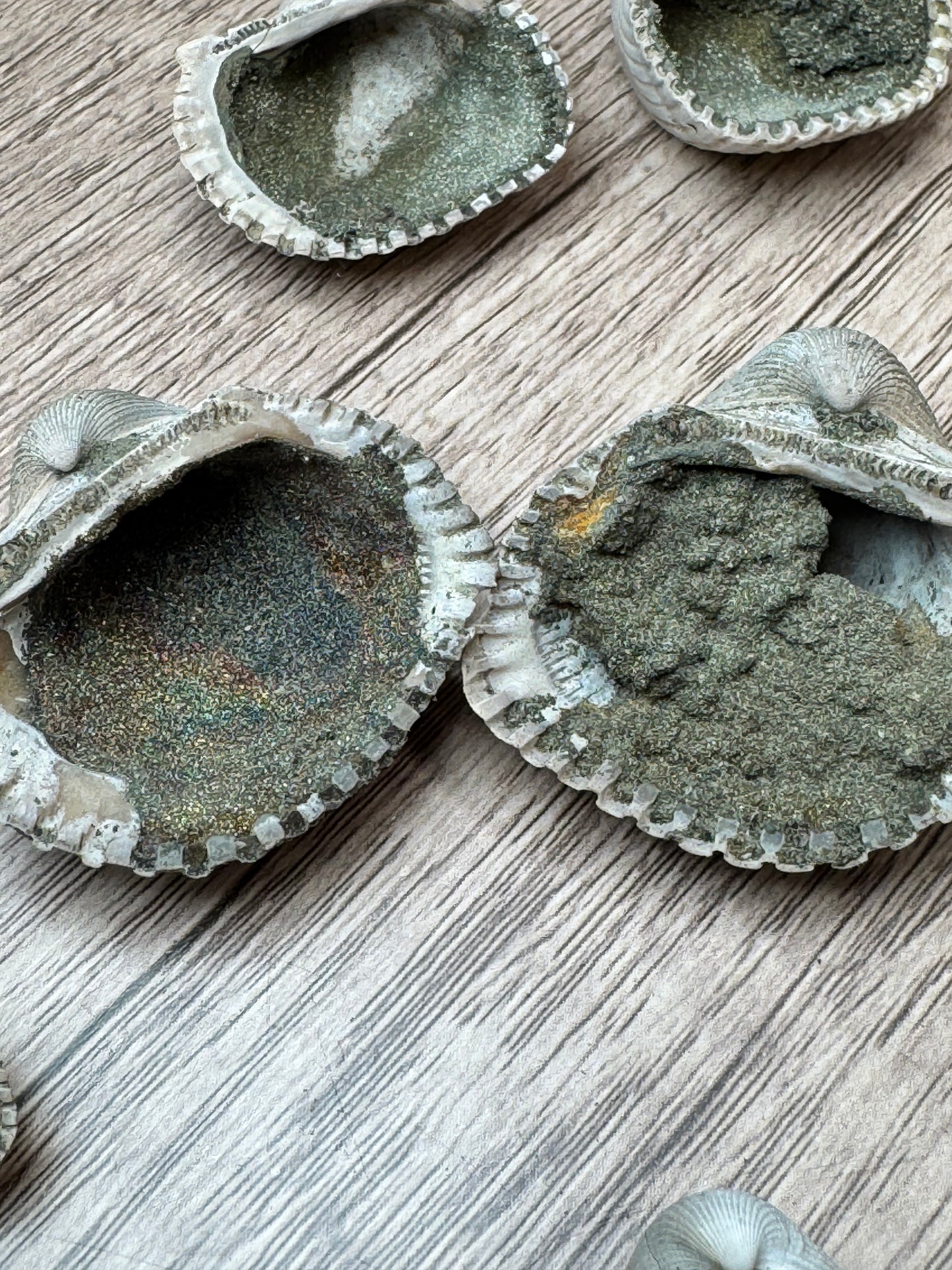Pyritized Fossil Clam Shells — Lot A