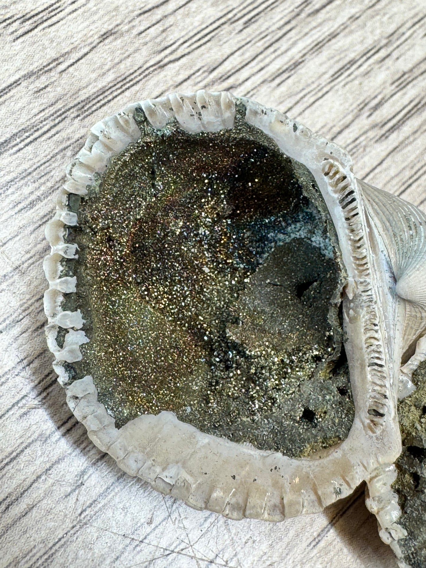 Pyritized Fossil Clam Shells — Lot A