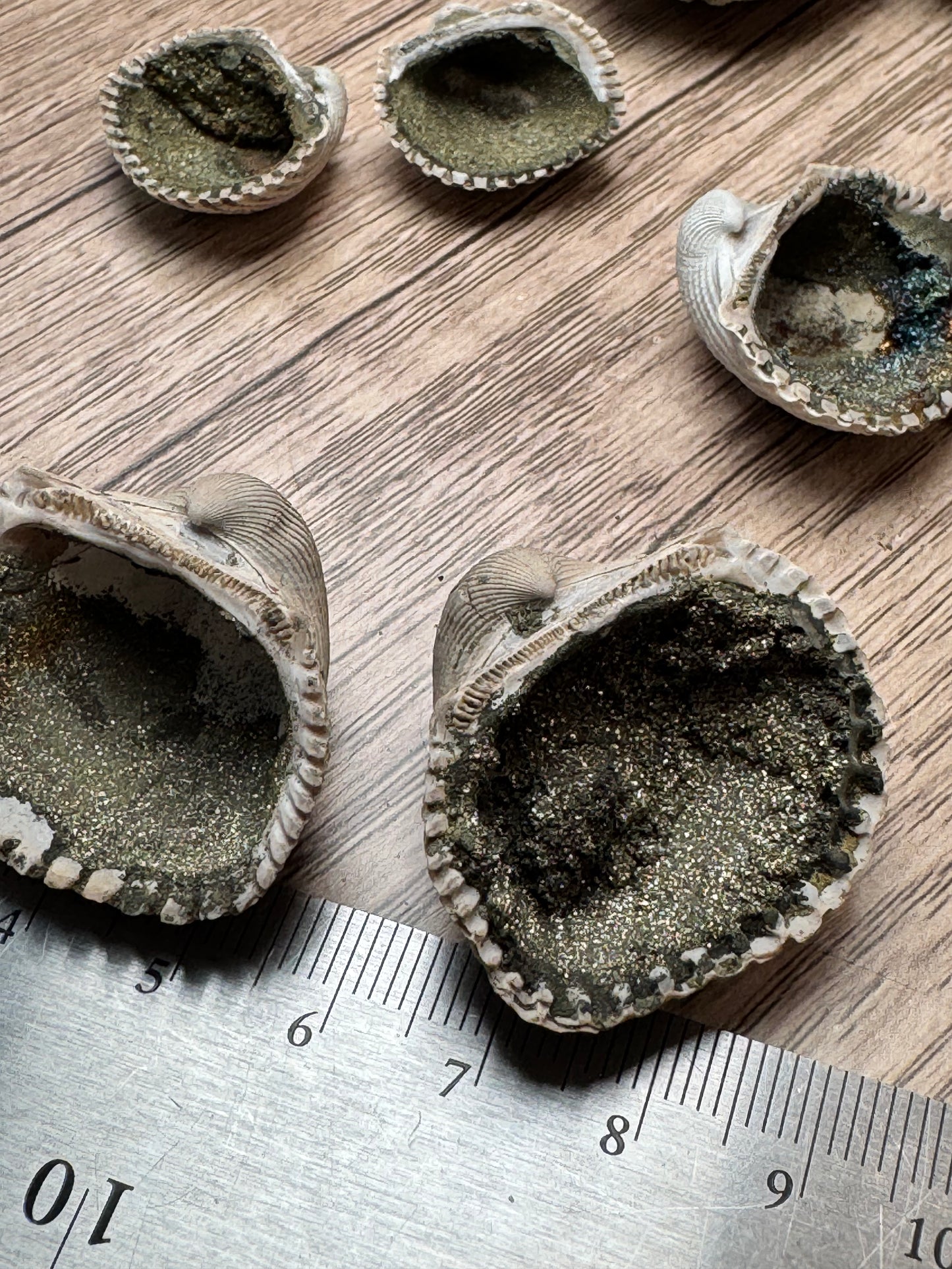 Pyritized Fossil Clam Shells — Lot A