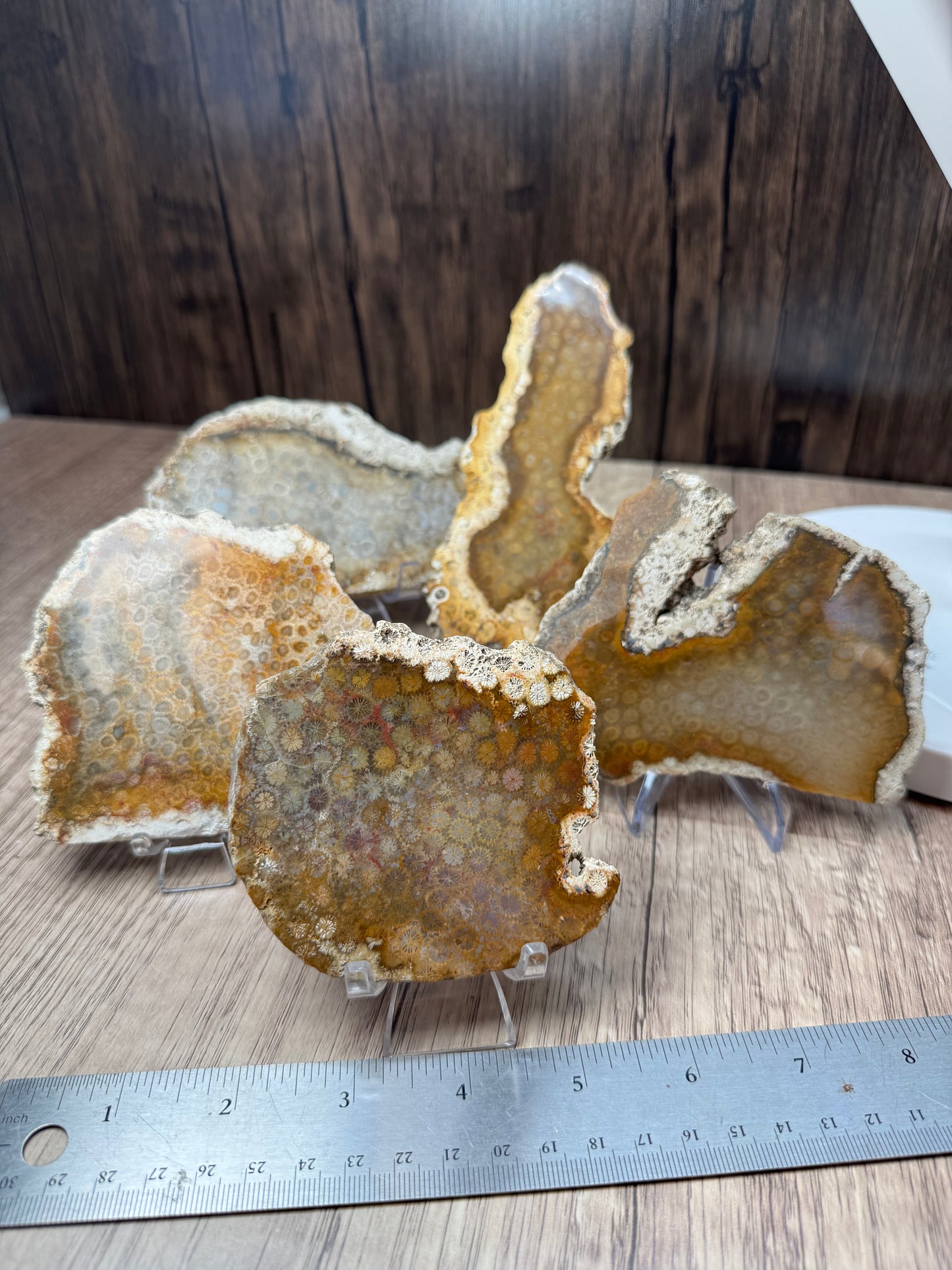 Agatized Fossil Coral Slabs — Lot A