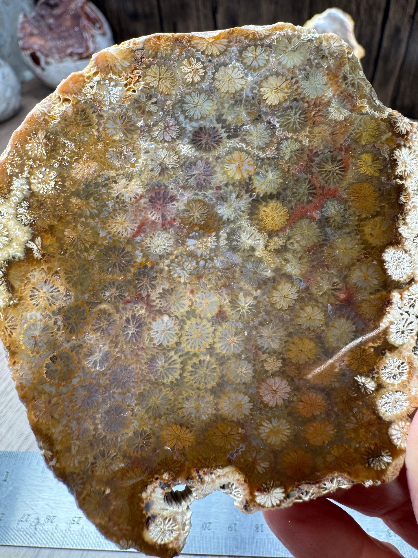 Agatized Fossil Coral Slabs — Lot A