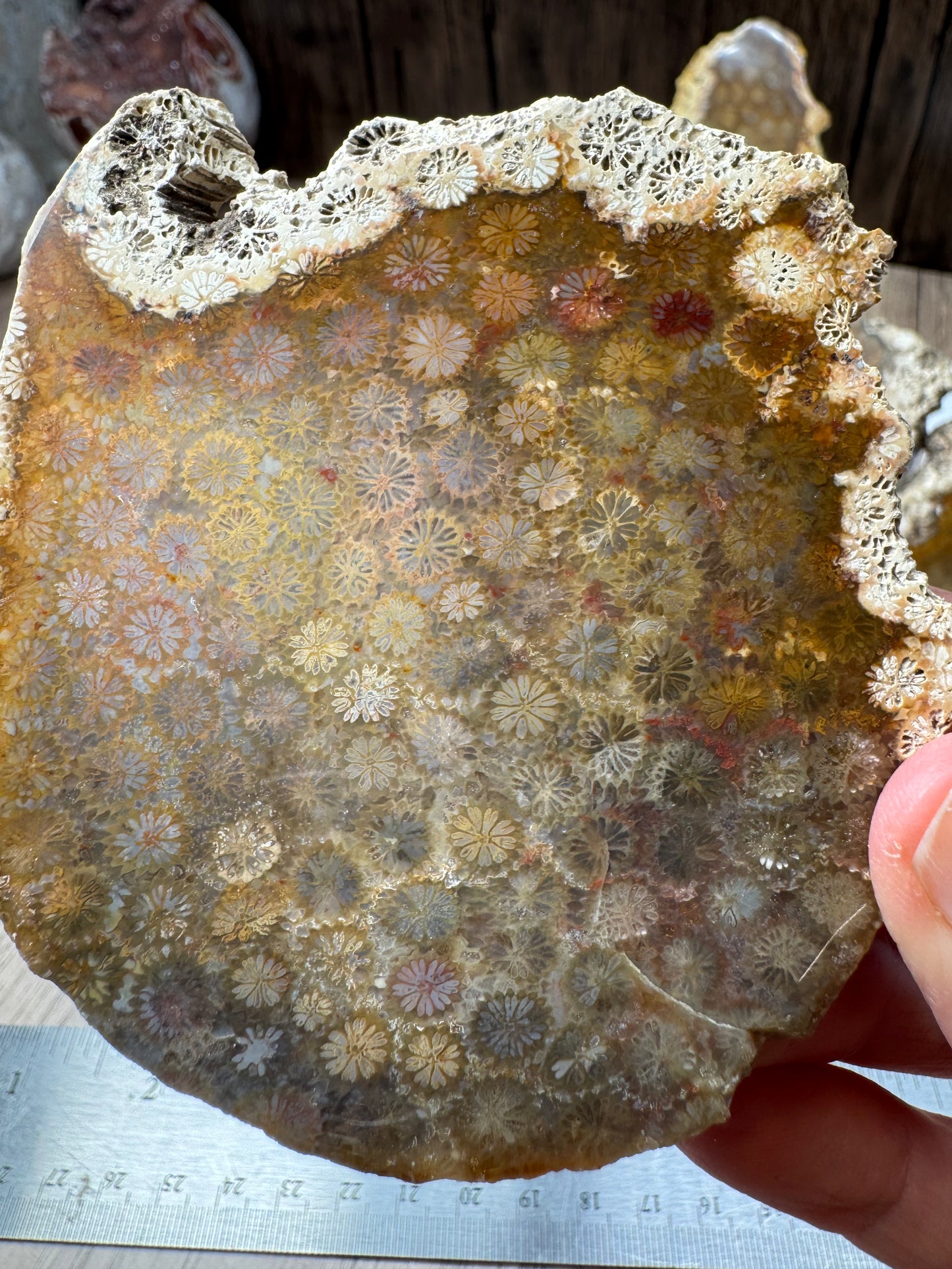 Agatized Fossil Coral Slabs — Lot A
