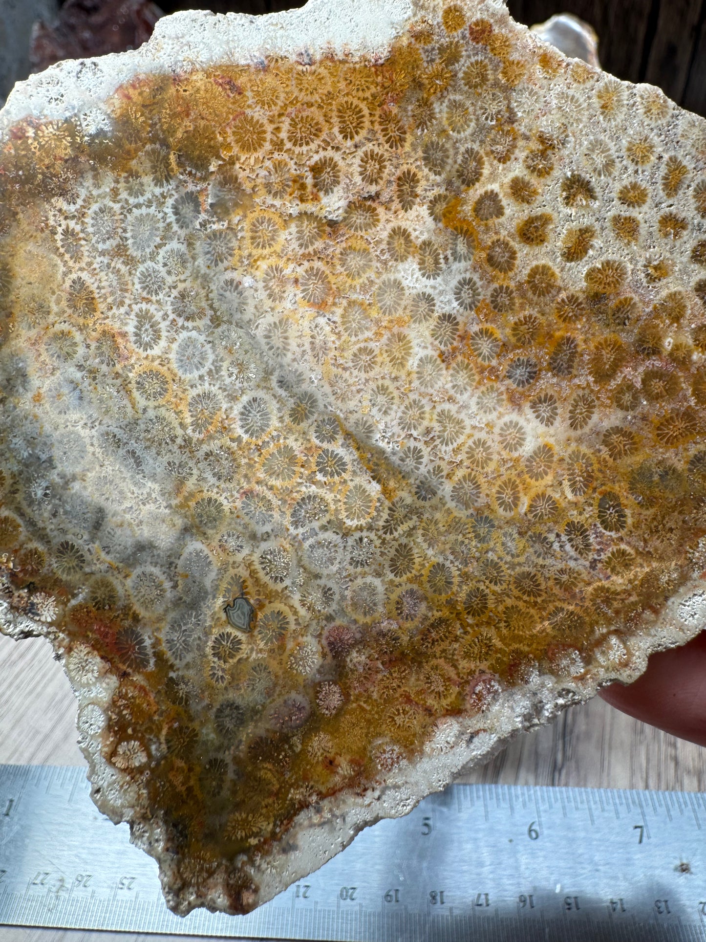 Agatized Fossil Coral Slabs — Lot A