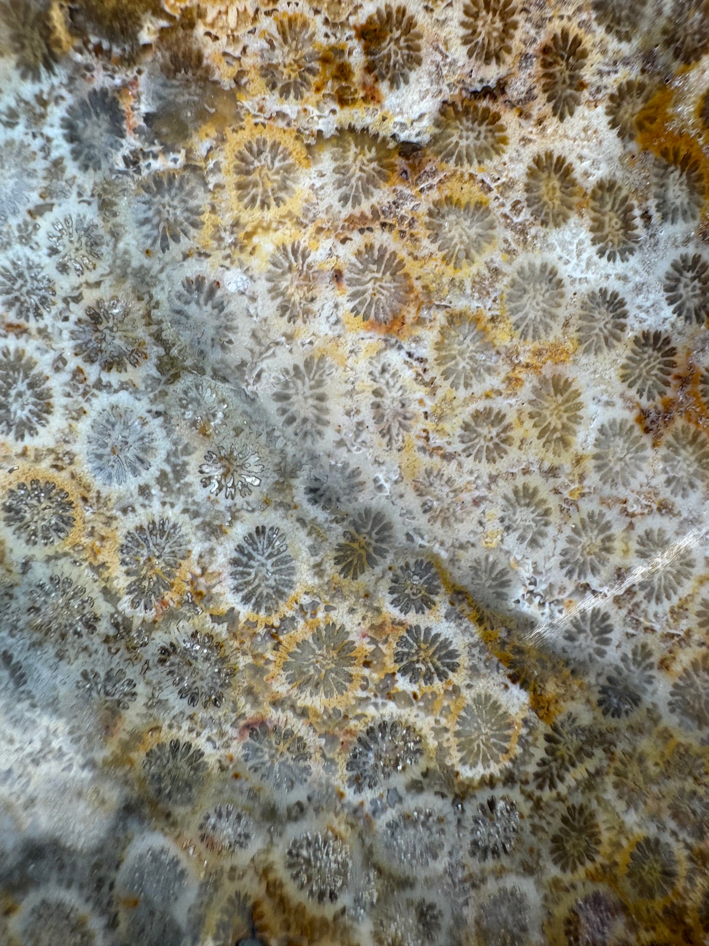 Agatized Fossil Coral Slabs — Lot A