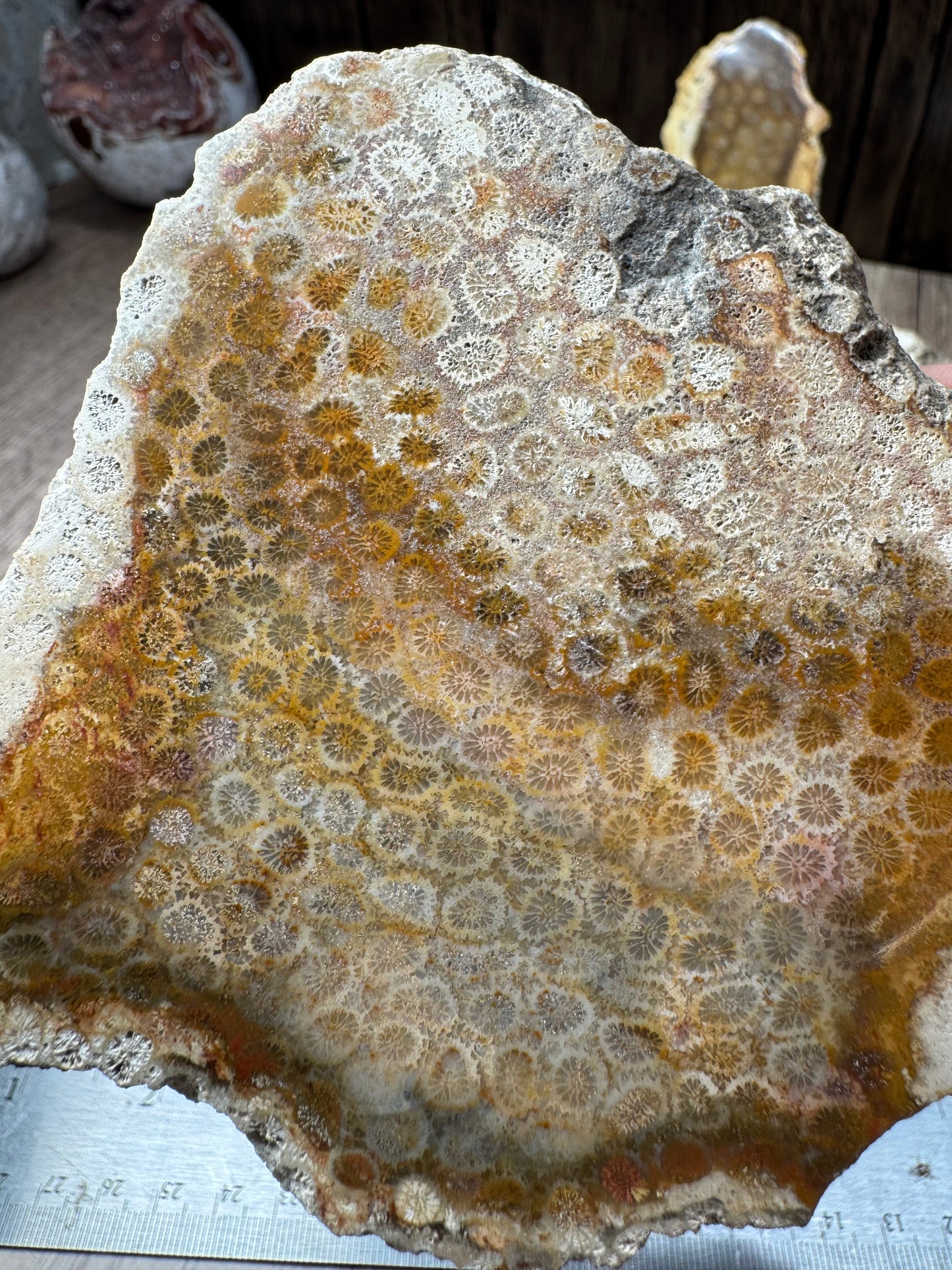 Agatized Fossil Coral Slabs — Lot A