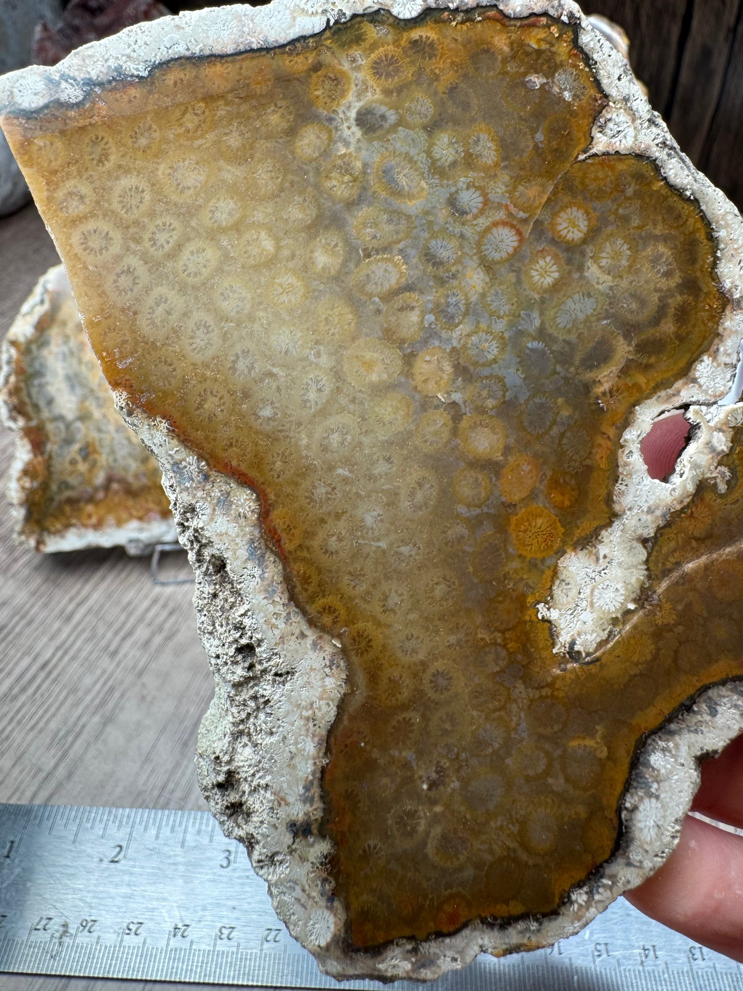 Agatized Fossil Coral Slabs — Lot A