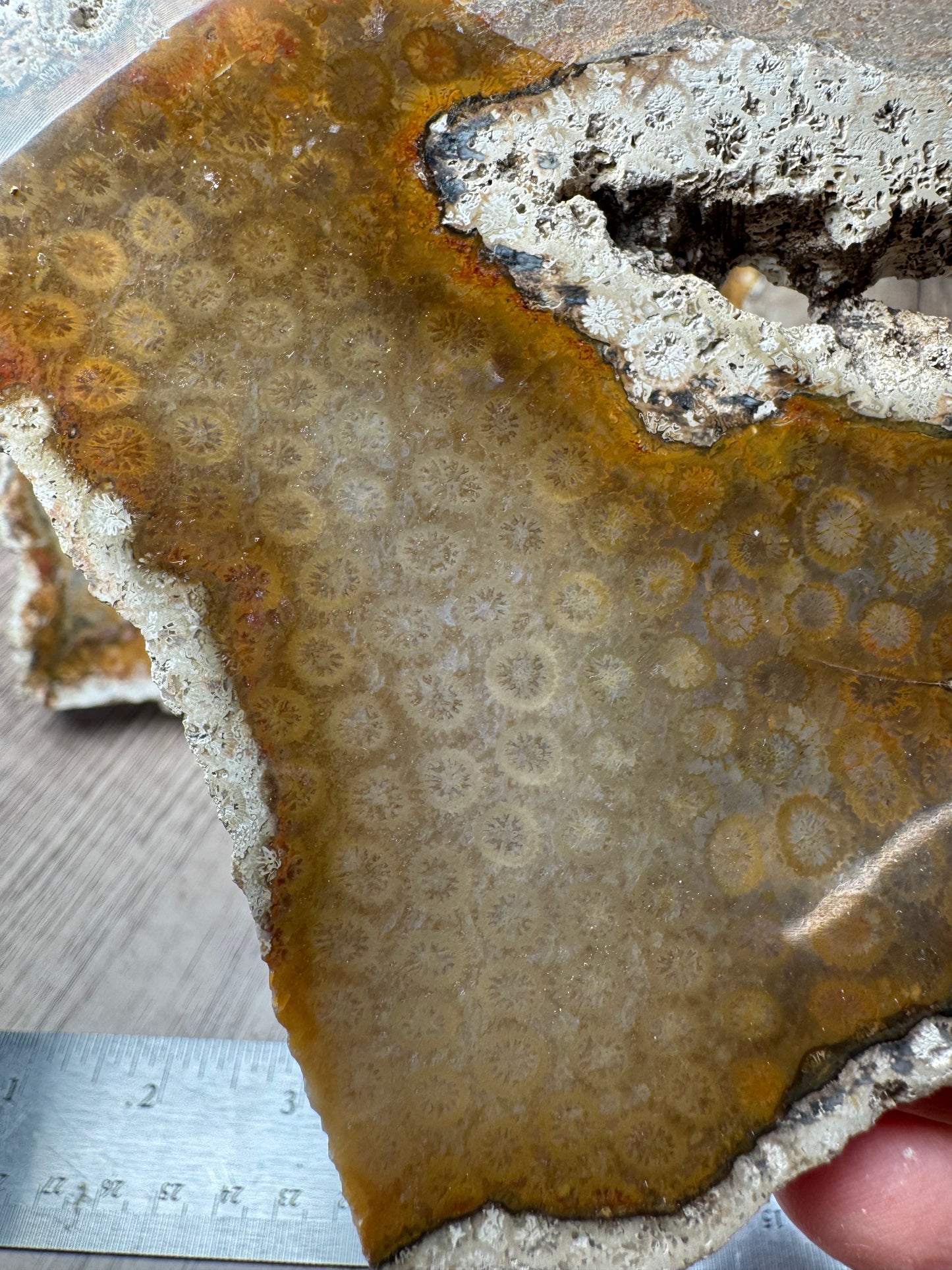 Agatized Fossil Coral Slabs — Lot A