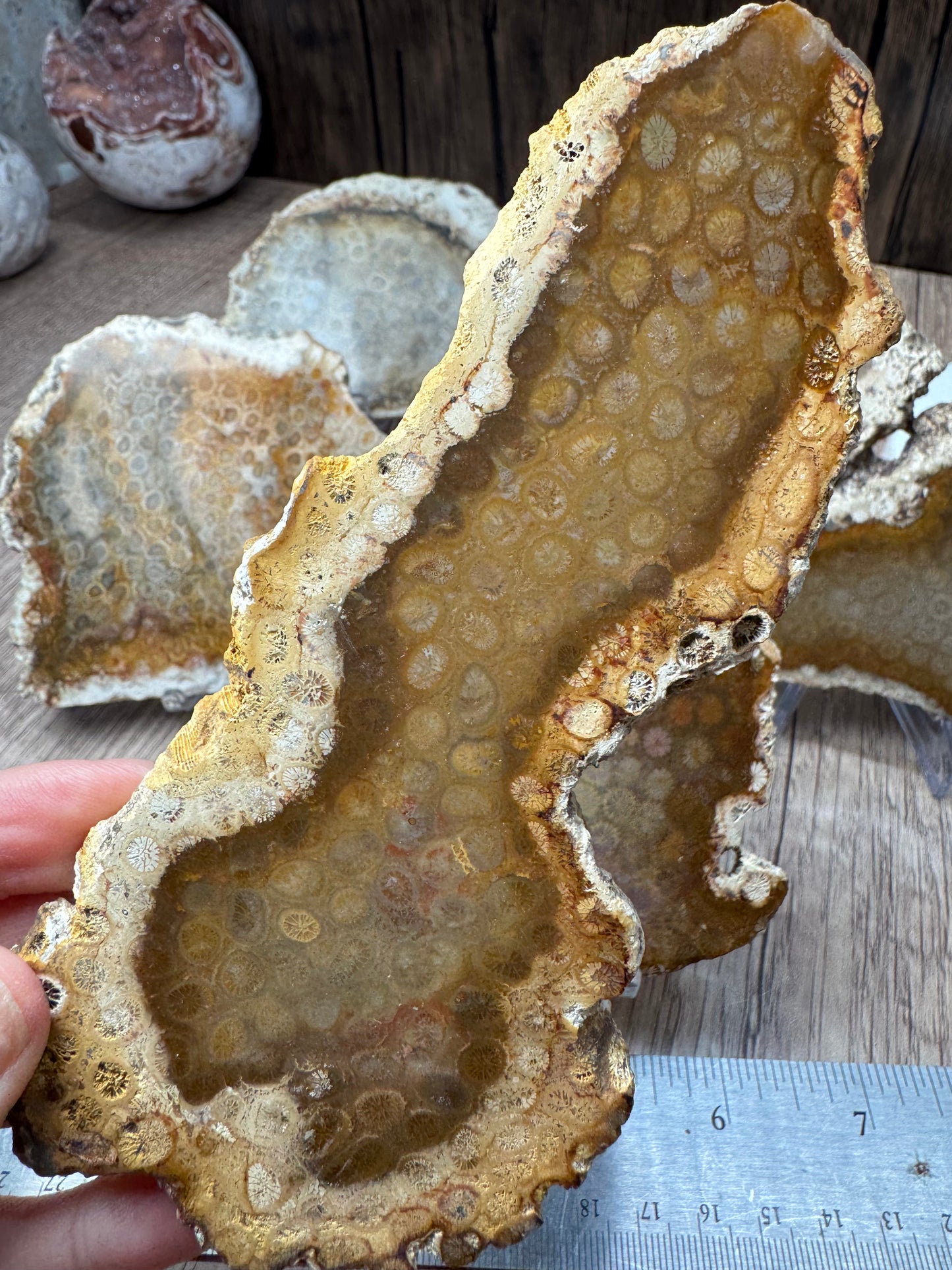 Agatized Fossil Coral Slabs — Lot A