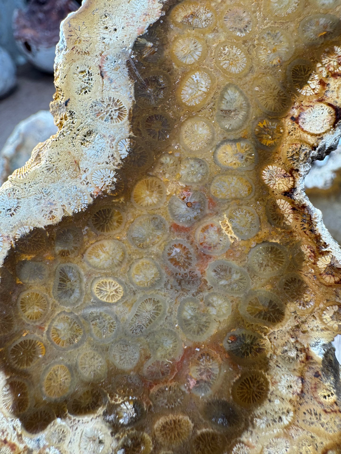 Agatized Fossil Coral Slabs — Lot A