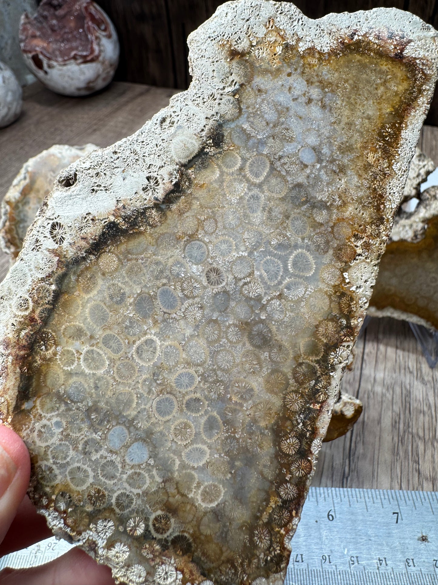 Agatized Fossil Coral Slabs — Lot A