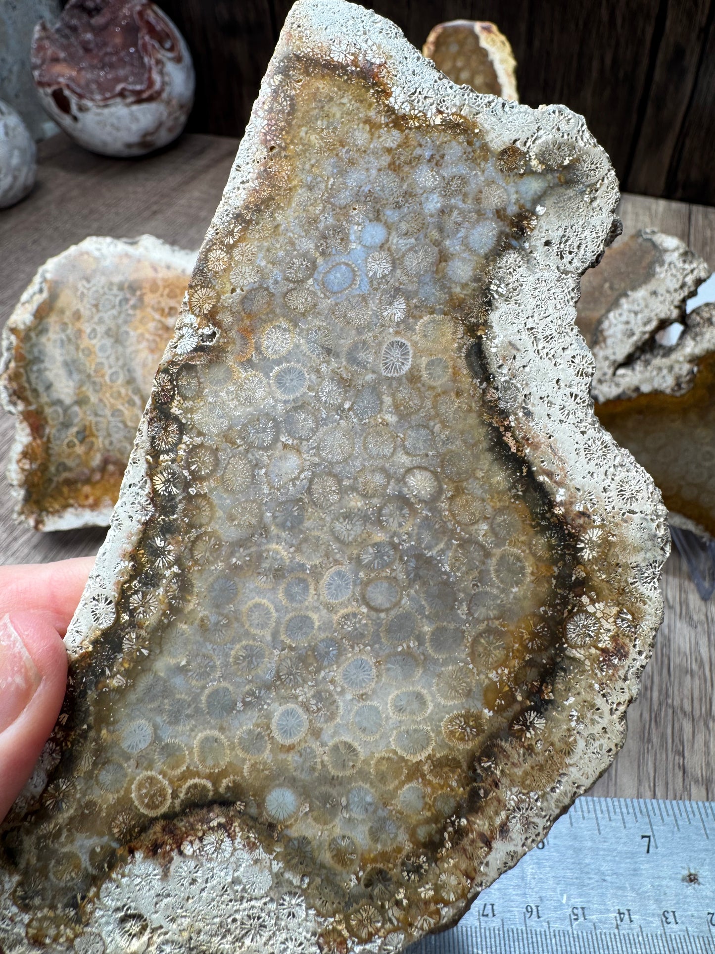 Agatized Fossil Coral Slabs — Lot A